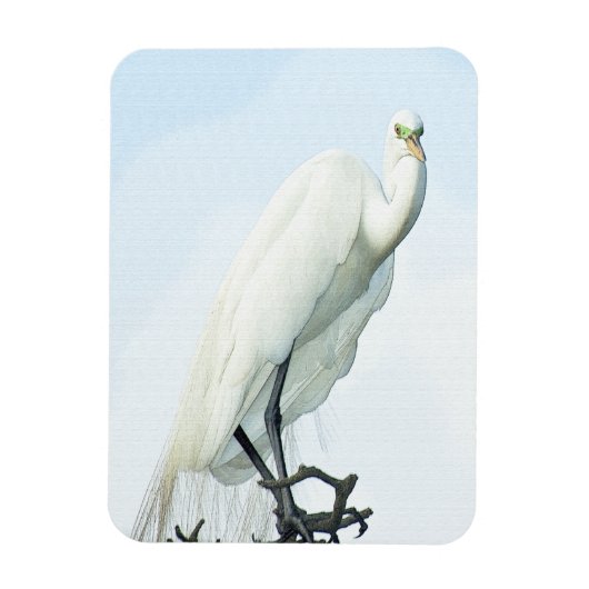 Great White Heron Portrait Magneet (Verticaal)