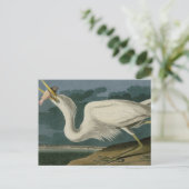 Great White Heron, van Audubon's Birds of America Briefkaart (Staand voorkant)