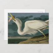 Great White Heron, van Audubon's Birds of America Briefkaart (Voorkant / Achterkant)