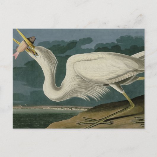 Great White Heron, van Audubon's Birds of America Briefkaart (Voorkant)