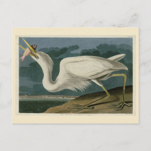 Great White Heron, van Audubon's Birds of America Briefkaart