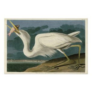 Great White Heron, van Audubon's Birds of America Foto Afdruk