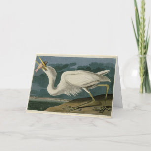 Great White Heron, van Audubon's Birds of America Kaart