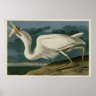 Great White Heron, van Audubon's Birds of America Poster