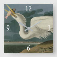 Great White Heron, van Audubon's Birds of America