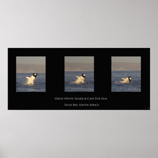 Great White neemt zegel Poster (Voorkant)