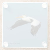 Great White Pelican glass onderzetter (Achterkant)