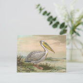 Great White Pelican Vintage Bird Illustration Briefkaart (Staand voorkant)