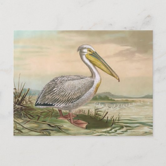 Great White Pelican Vintage Bird Illustration Briefkaart (Voorkant)