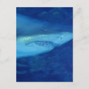 Great White Shark Briefkaart