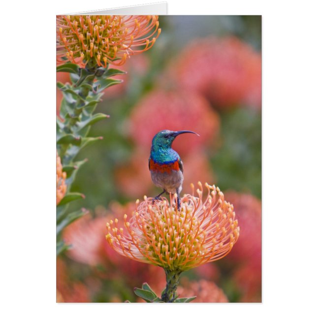 Greater Double-collared Sunbird (Voorkant)