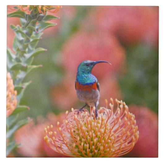 Greater Double-collared Sunbird Tegeltje (Voorkant)