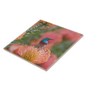 Greater Double-collared Sunbird Tegeltje (Zijkant)