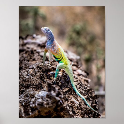Greater Earless Lizard Poster (Voorkant)