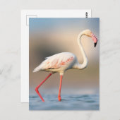 Greater Flamingo Briefkaart (Voorkant / Achterkant)