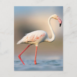  Greater Flamingo Briefkaart