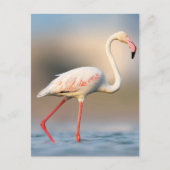 Greater Flamingo Briefkaart (Voorkant)