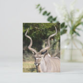 Greater Kudu Briefkaart (Staand voorkant)