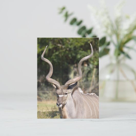 Greater Kudu Briefkaart (Staand voorkant)