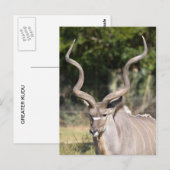 Greater Kudu Briefkaart (Voorkant / Achterkant)