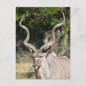 Greater Kudu Briefkaart (Voorkant)