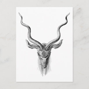 Greater Kudu Briefkaart