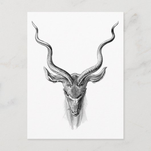 Greater Kudu Briefkaart (Voorkant)