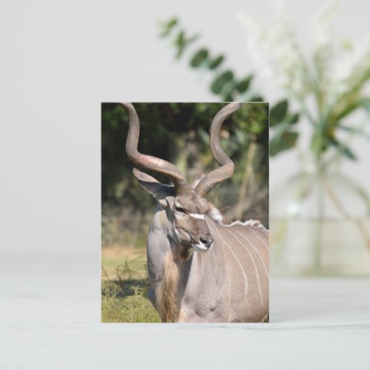 Greater Kudu Briefkaart (Staand voorkant)