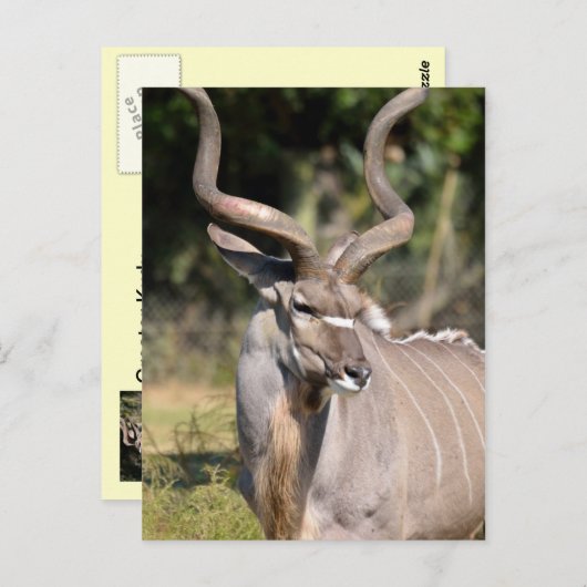 Greater Kudu Briefkaart (Voorkant / Achterkant)