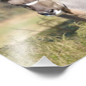 Greater Kudu Foto Afdruk (Hoek)