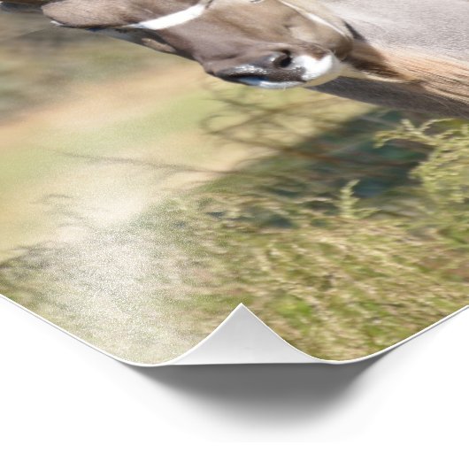 Greater Kudu Foto Afdruk (Hoek)