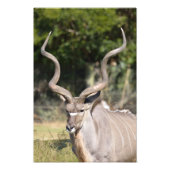 Greater Kudu Foto Afdruk (Voorkant)