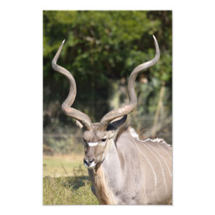 Greater Kudu Foto Afdruk
