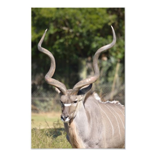 Greater Kudu Foto Afdruk (Voorkant)