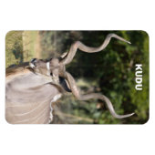 Greater Kudu Magneet (Horizontaal)