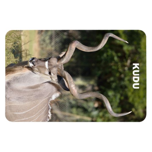 Greater Kudu Magneet (Horizontaal)