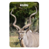 Greater Kudu Magneet (Verticaal)