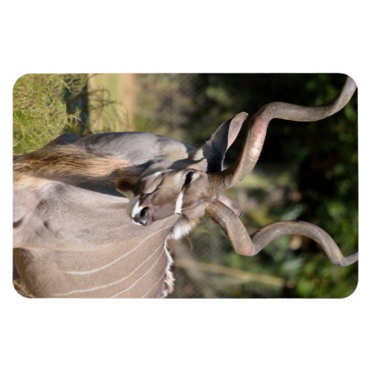 Greater Kudu Magneet (Horizontaal)
