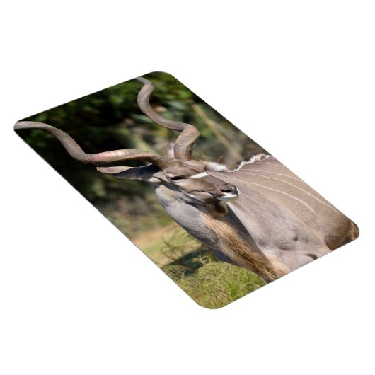 Greater Kudu Magneet (Rechterzijde)