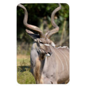Greater Kudu Magneet (Verticaal)