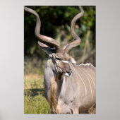 Greater Kudu Poster (Voorkant)