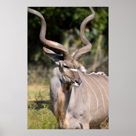 Greater Kudu Poster (Voorkant)