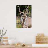 Greater Kudu Poster (Keuken)