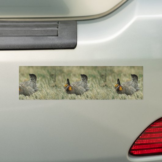 Greater prairie-kip bumpersticker (Op auto)