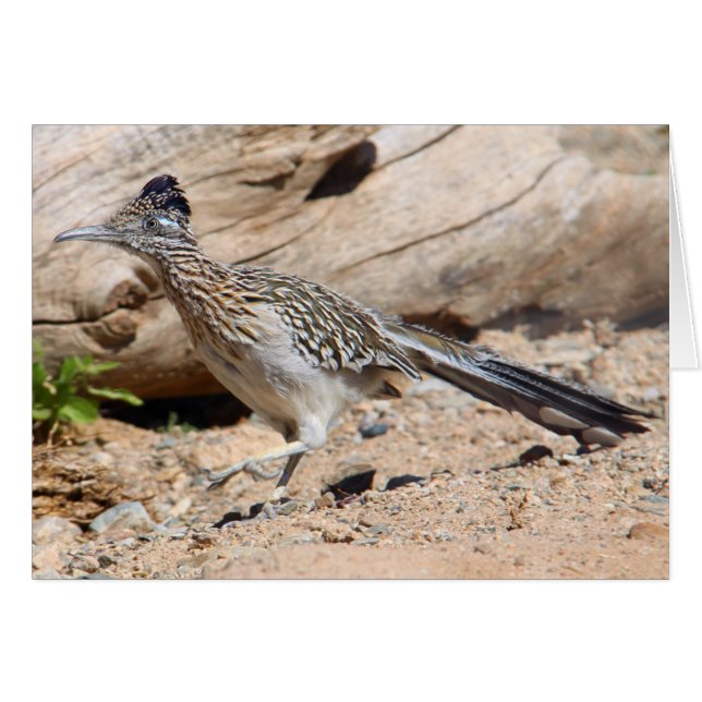 Greater Roadrunner (Voorkant Horizontaal)