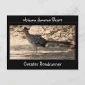 Greater Roadrunner Briefkaart (Voorkant)