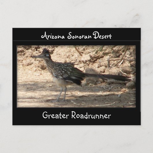 Greater Roadrunner Briefkaart (Voorkant)