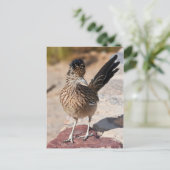 Greater Roadrunner Briefkaart (Staand voorkant)