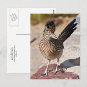 Greater Roadrunner Briefkaart (Voorkant / Achterkant)