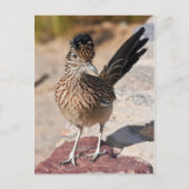 Greater Roadrunner Briefkaart (Voorkant)